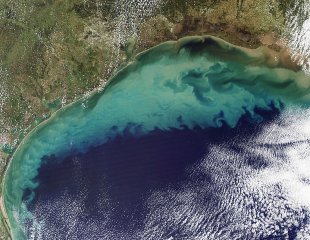 Les engrais et pesticides causent des zones mortes à certains endroits dans le monde. Ici, il s'agit d'une région du Golf du Mexique, sur les côtes de la Louisiane. La couleur turquoise est une région contaminée, où la vie marine peut difficilement exister. (Référence: NASA) 