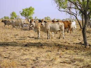 Cette région est peu propice à l'agriculture. Utiliser des vaches pour consommer la végétation présente peu avoir un impact minimal sur l'environnement, et permet d'éviter des terres fertiles pour produire de la viande. Source: CSIRO