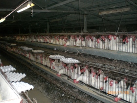 Les méthodes de productions industrielles pour la production de poulet, d'oeuf et de porc consiste en général à garder les animaux dans des espaces restraints, tout en leur donnant des végétaux cultivés, tel que du maïs, de l'orge, du soya, des pois, de l'avoine, du canola, etc. 